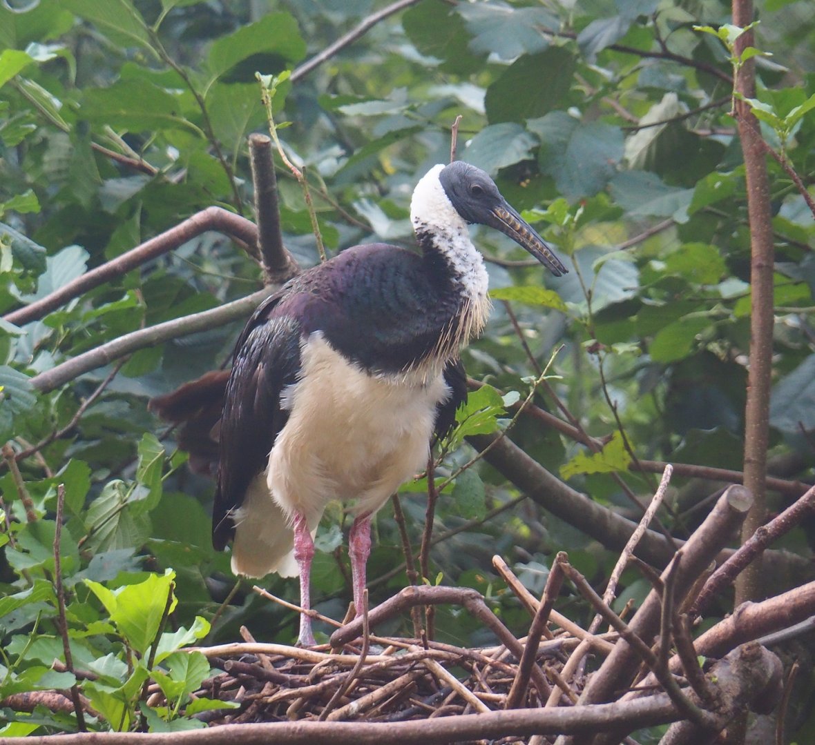 Straw-necked ibis (Threskiornis spinicollis), 2023-09-19