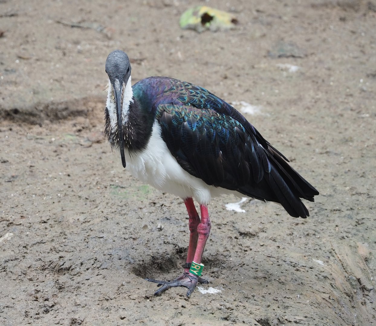 Straw-necked ibis (Threskiornis spinicollis), 2023-10-13