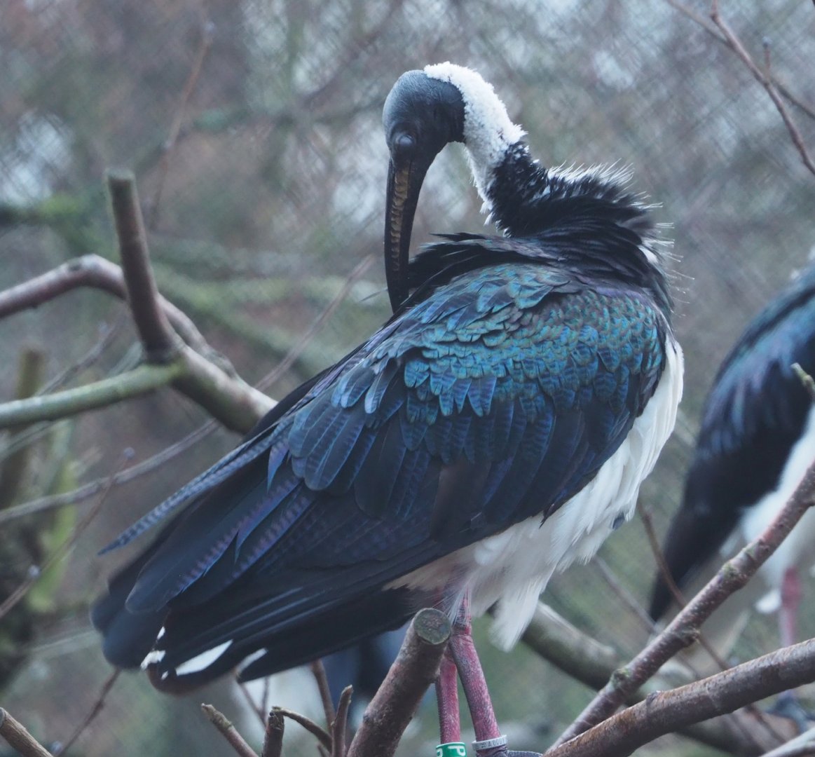 Straw-necked ibis (Threskiornis spinicollis), 2024-01-01