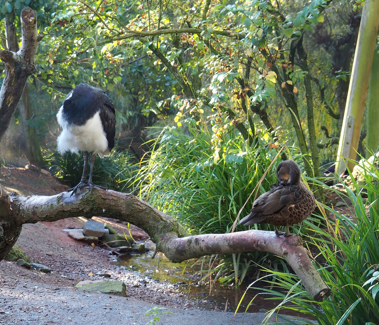 Straw-necked ibis (Threskiornis spinicollis) and Female Chestnut teal (Anas castanea), 2022-11-12