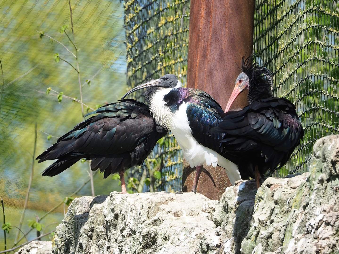 Straw-necked ibis (Threskiornis spinicollis) and Waldrapp (Geronticus eremita), 2023-04-30