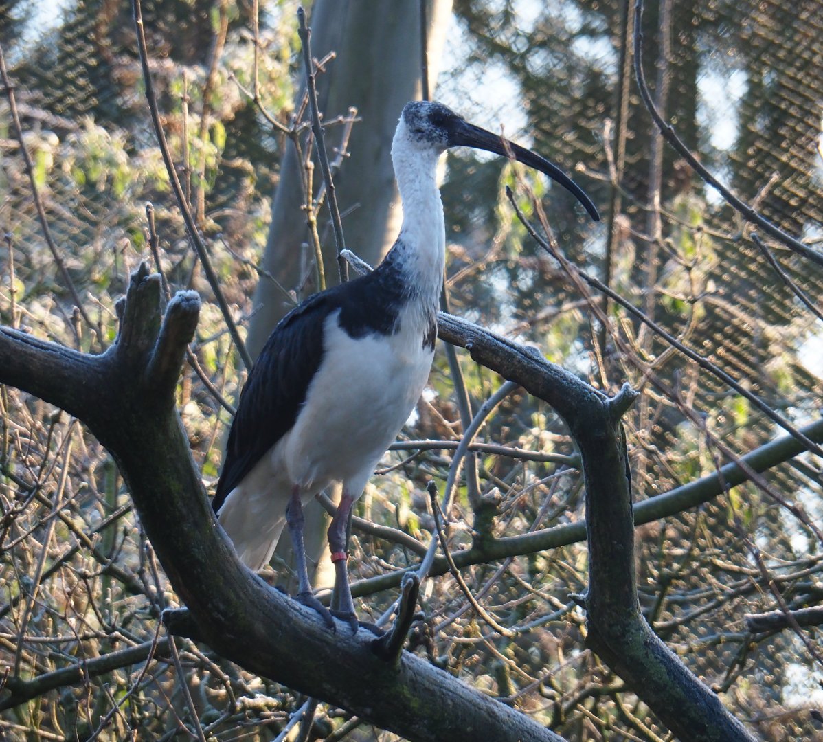 Straw-necked ibis (Threskiornis spinicollis), Jan 20th, 2019