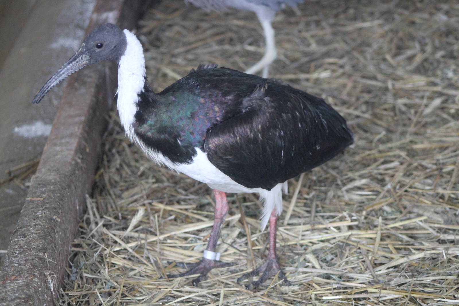 Straw-necked Ibis (Threskiornis spinicollis)