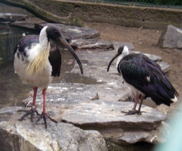 Straw-necked Ibis (Threskiornis spinicollis)