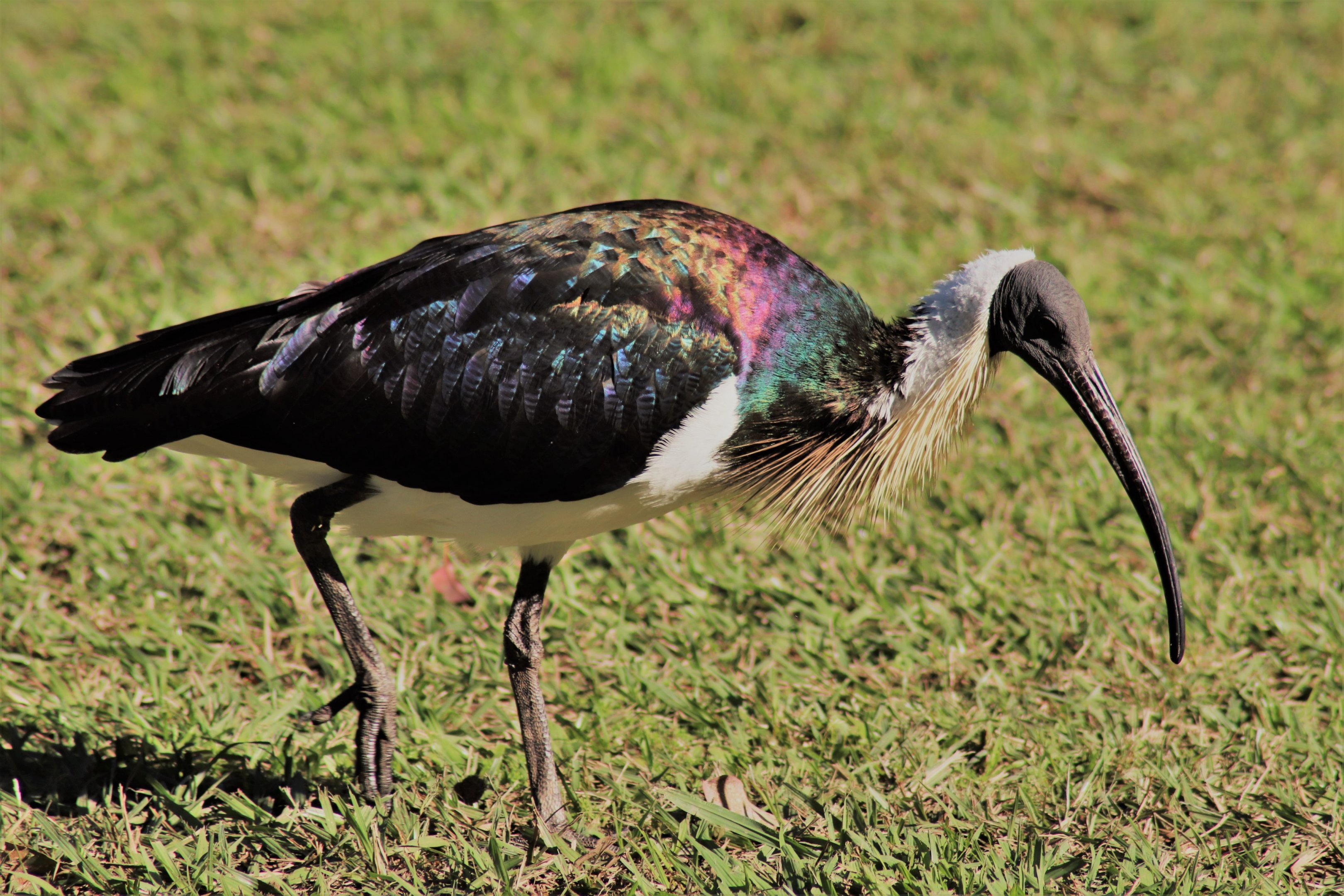 Straw-necked Ibis (Threskiornis spinicollis)