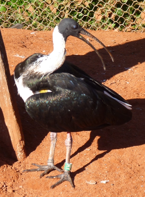 Straw-necked ibis (Threskiornis spinicollis)