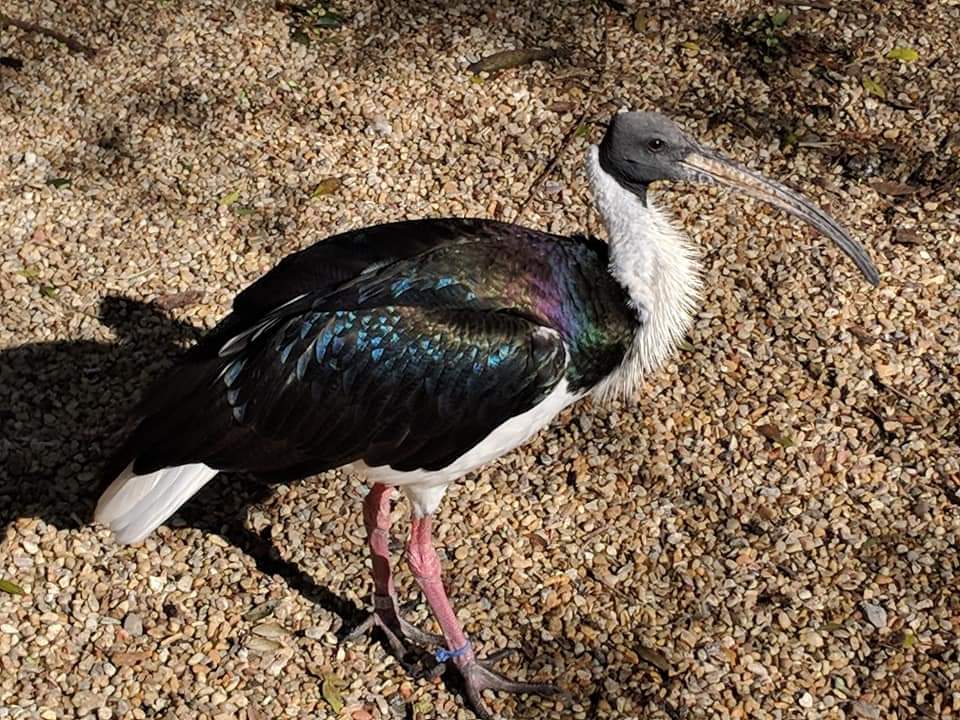 Straw necked ibis (Threskiornis spinicollis)