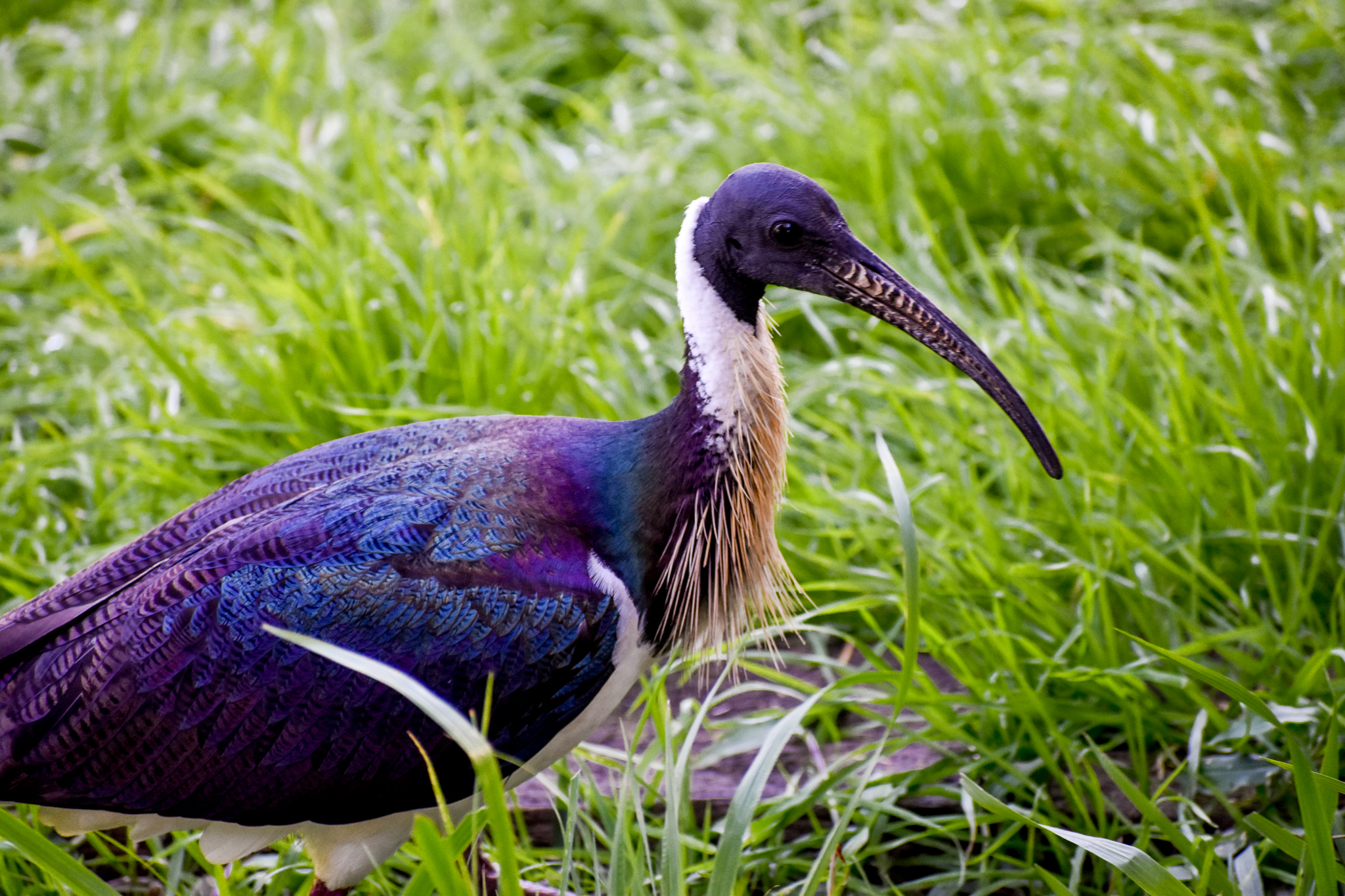Straw-necked Ibis (Threskiornis spinicollis)