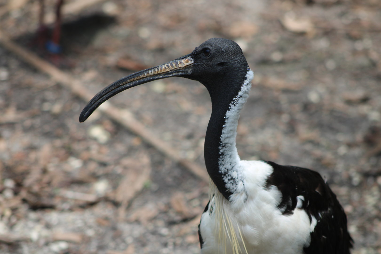 Straw-Necked Ibis (Threskiornis spinicollis)