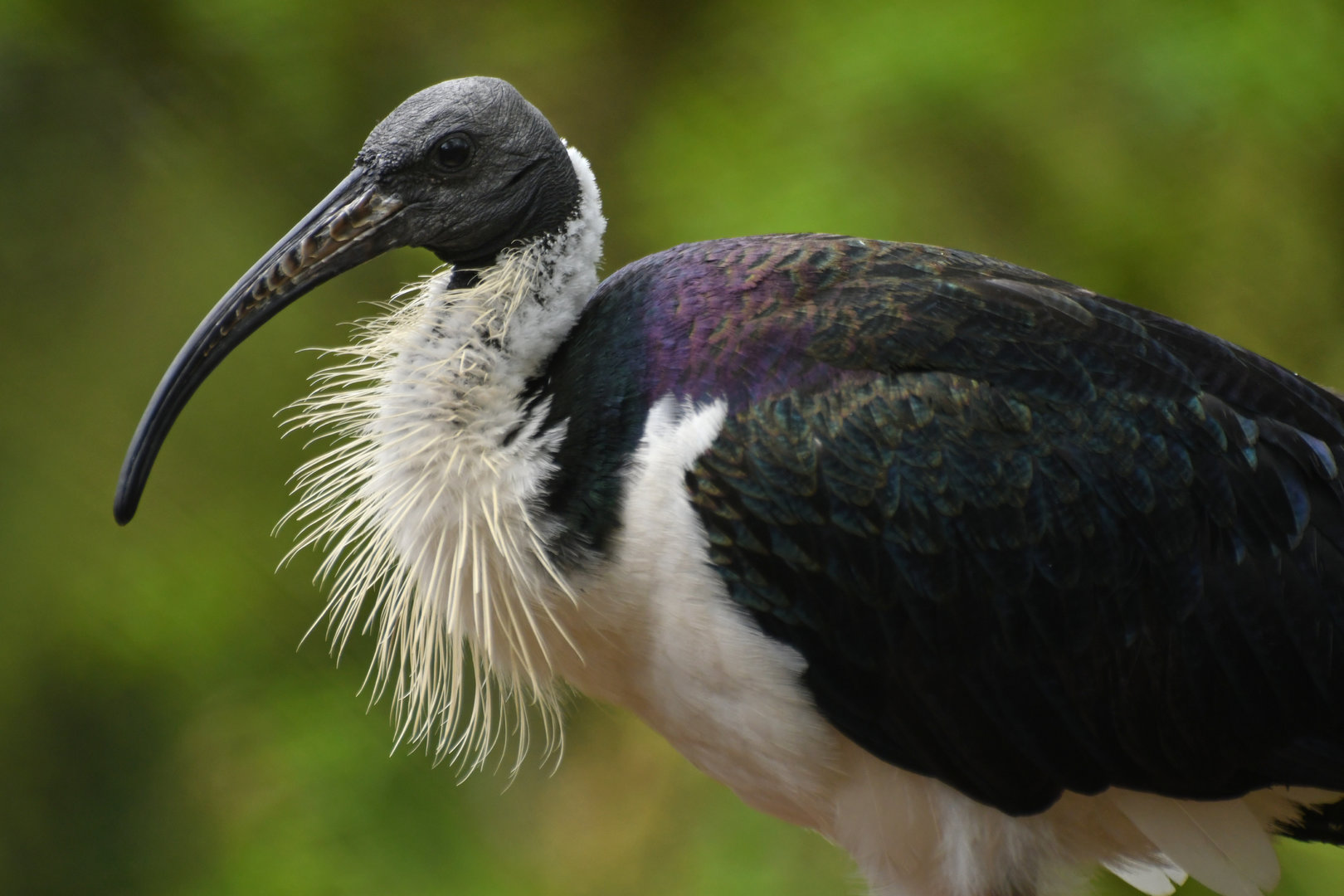 Straw-necked ibis (Threskiornis spinicollis)
