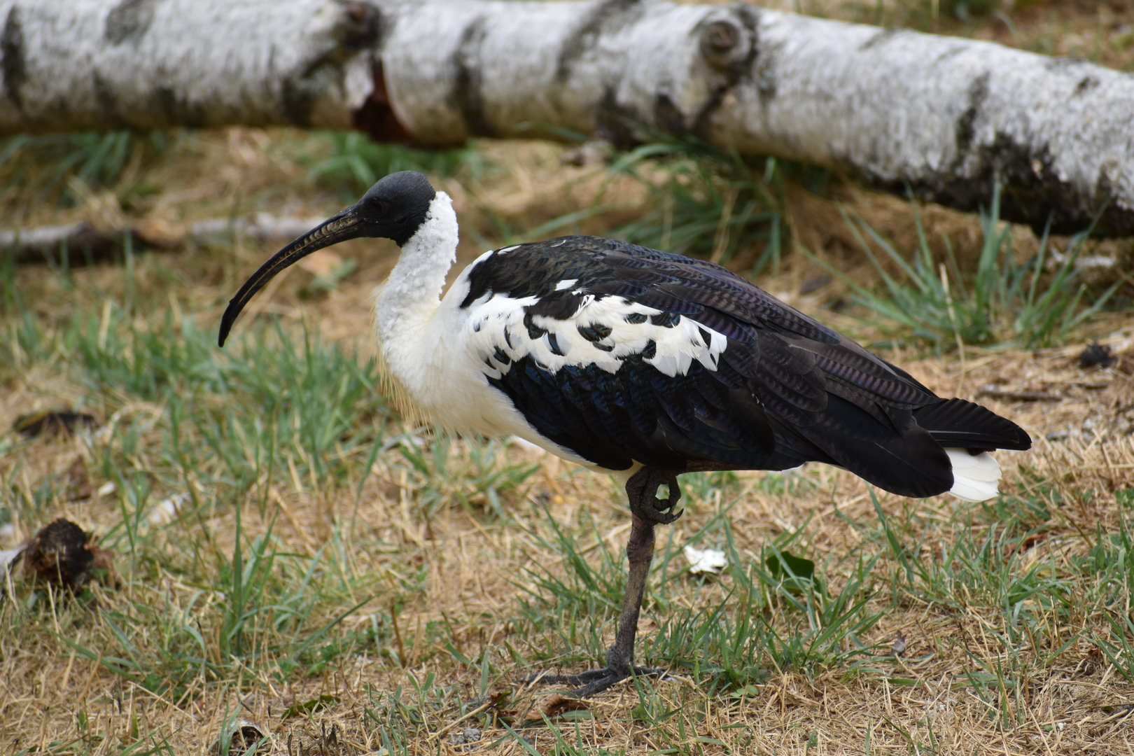 Straw-necked Ibis - Threskiornis spinicollis