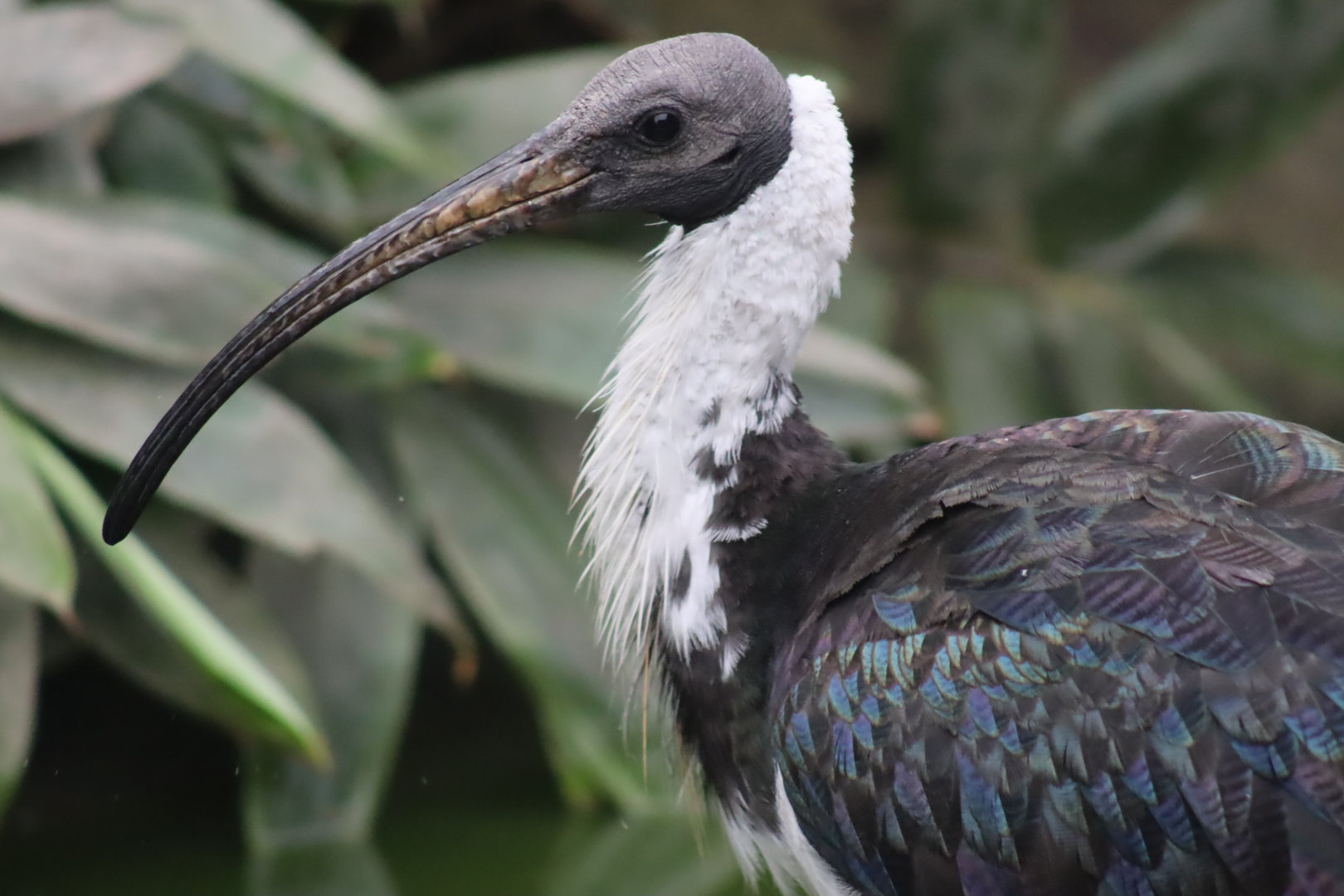 Straw-necked Ibis (Threskiornis spinicollis)