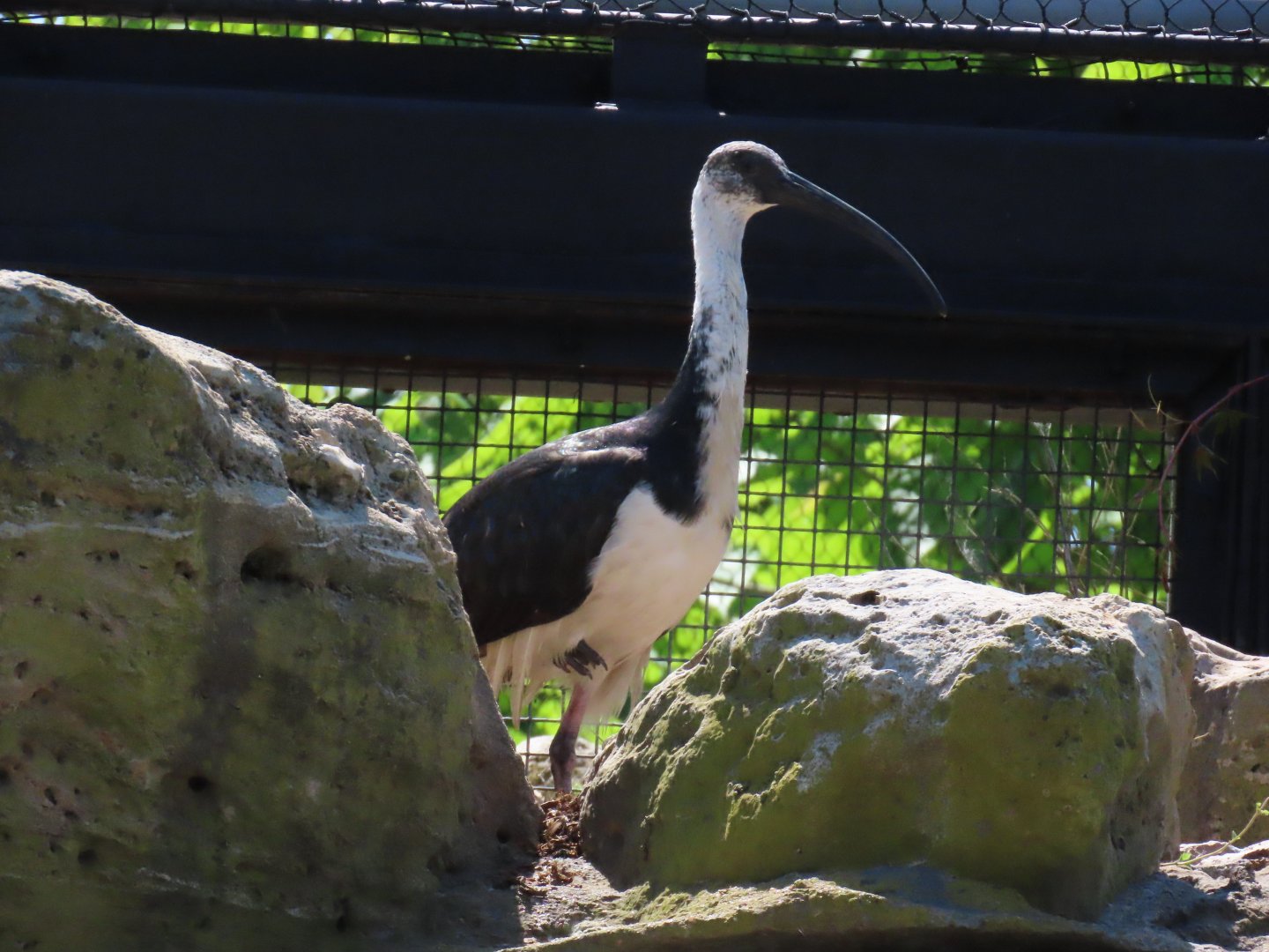 Straw-necked Ibis (Threskiornis spinicollis)