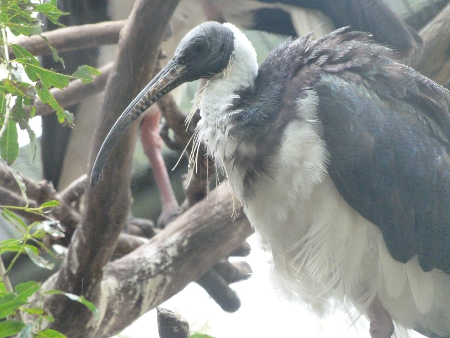 Straw-necked ibis -Tierpark Berlin (2024)