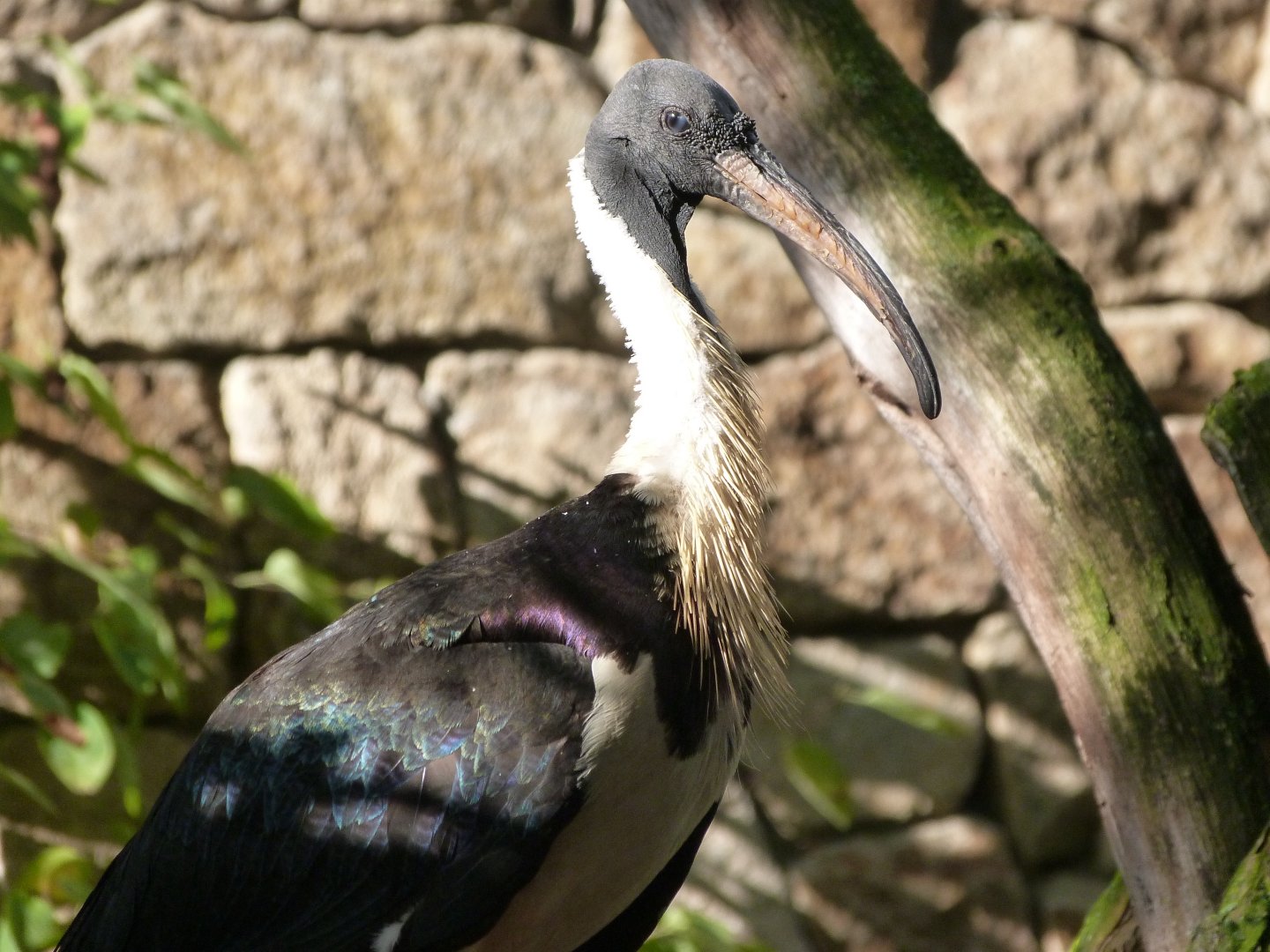 Straw-necked ibis -Zoo Praha (2025)