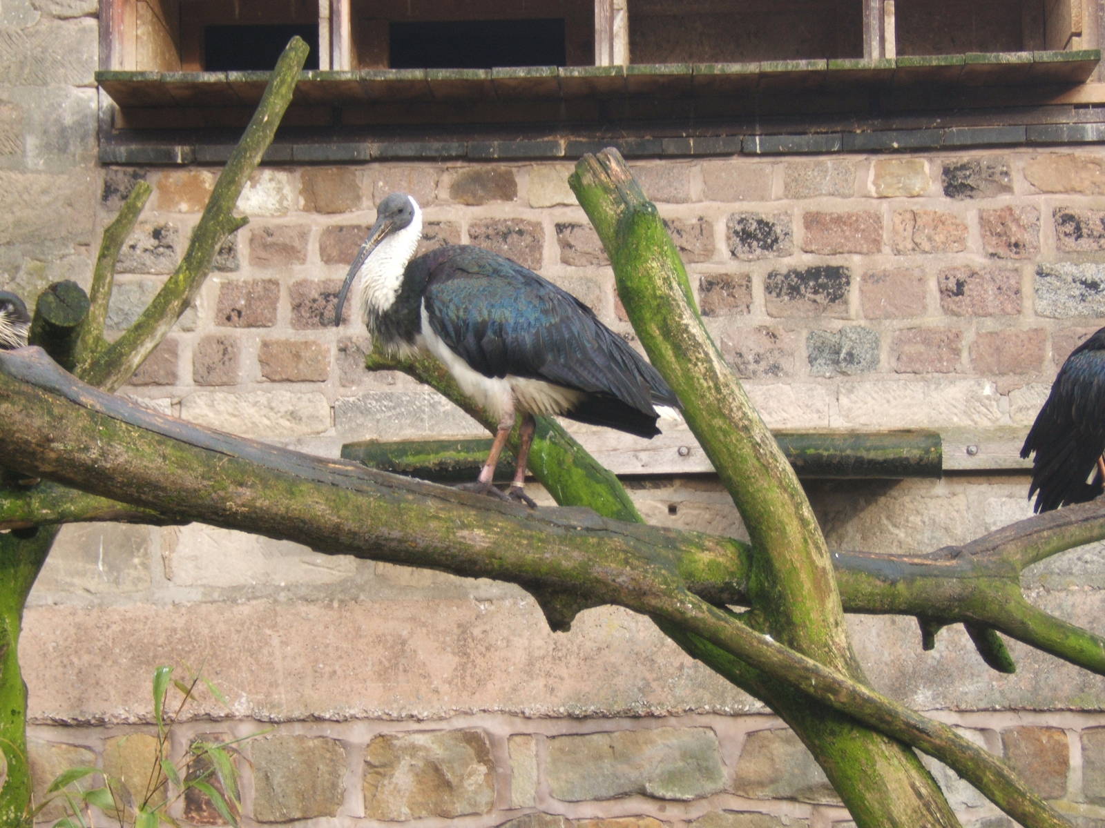 Straw-necked Ibis