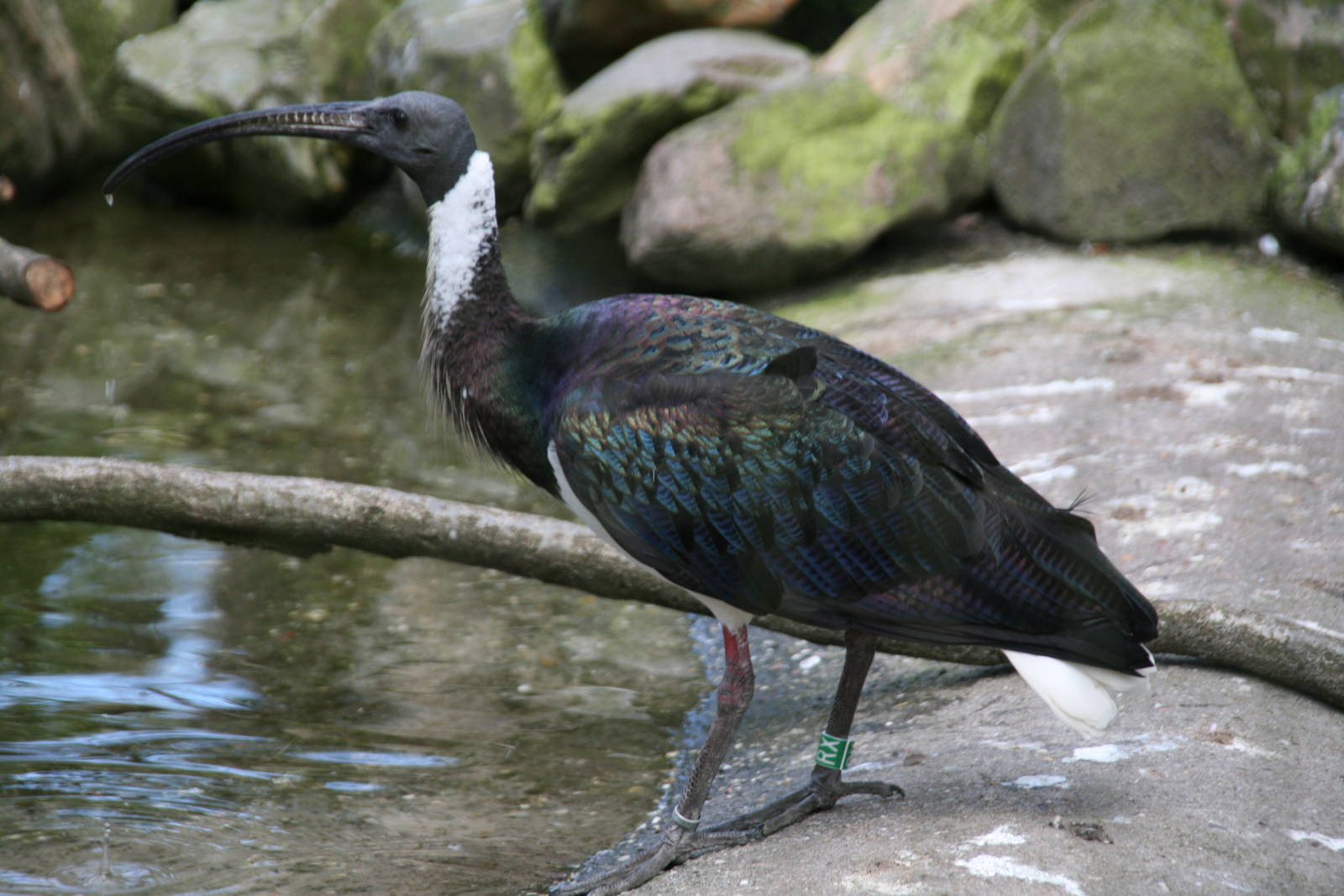 Straw-necked ibis