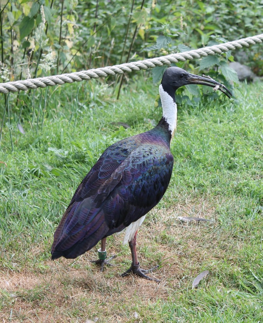 Straw-necked ibis