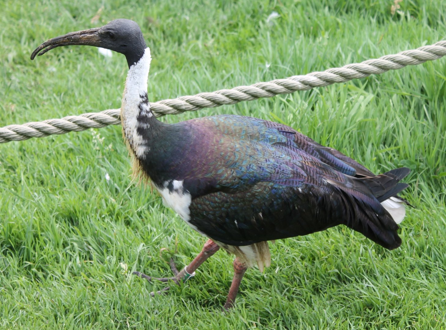 Straw-necked ibis