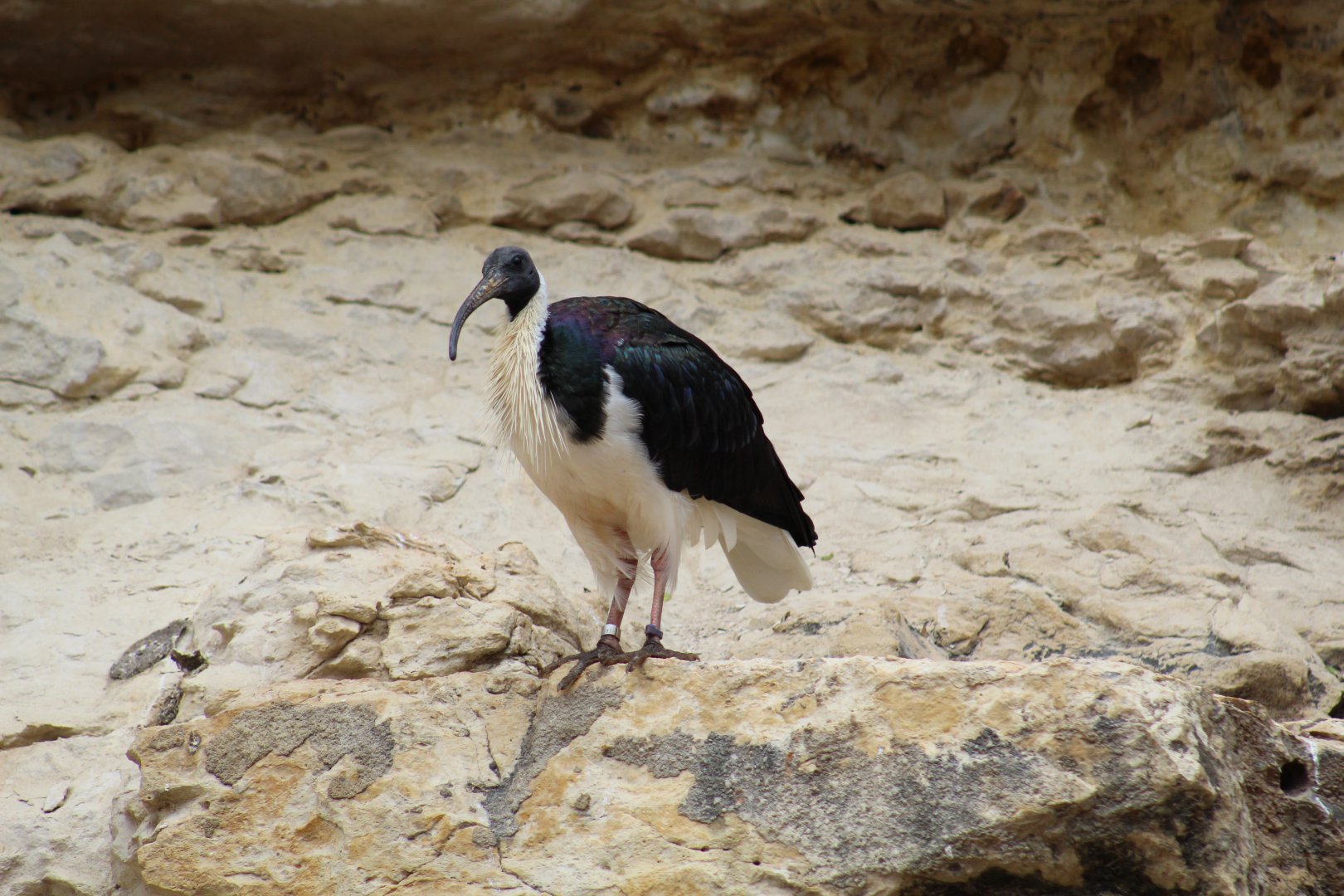 Straw-Necked Ibis