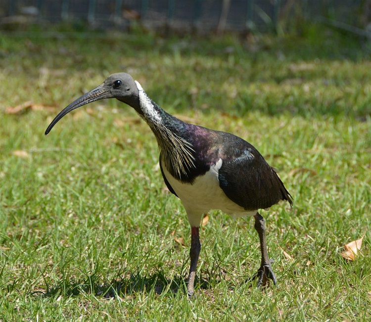 Straw-necked ibis
