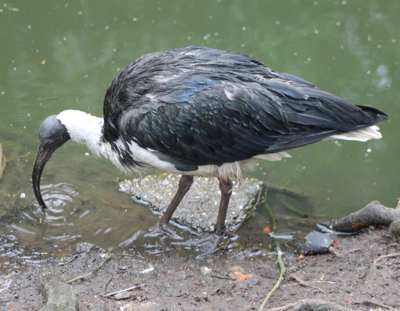 Straw-necked ibis