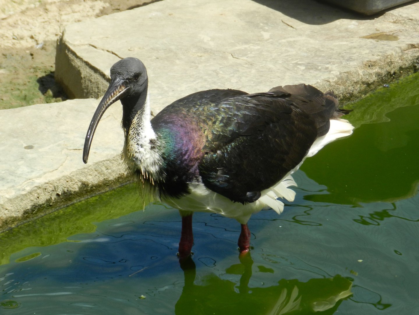 Straw-necked Ibis