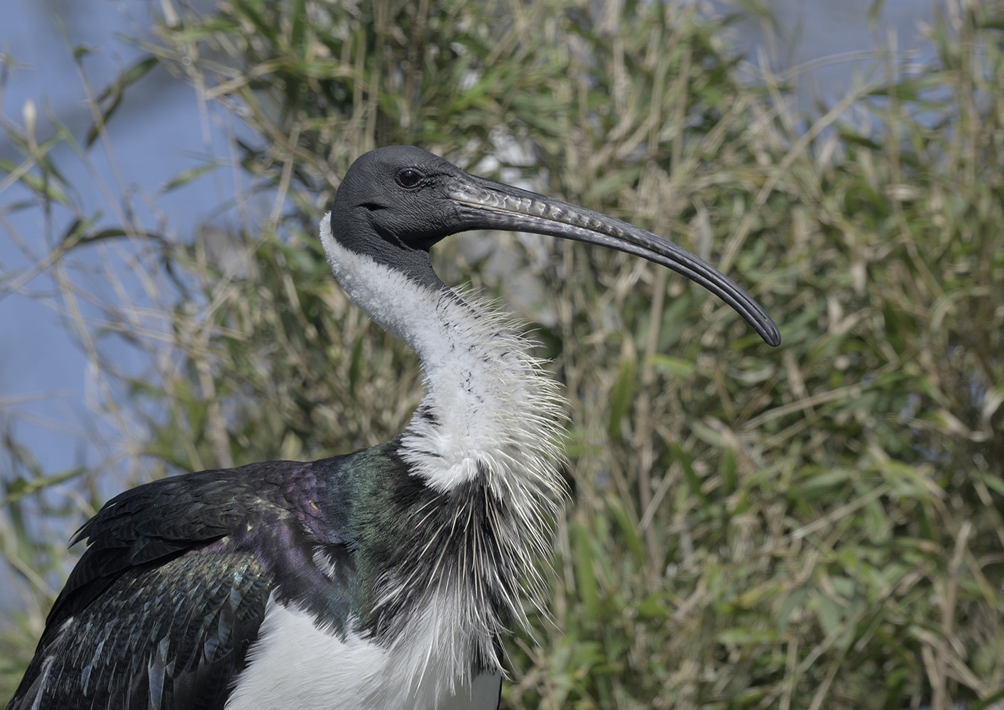 Straw-necked ibis