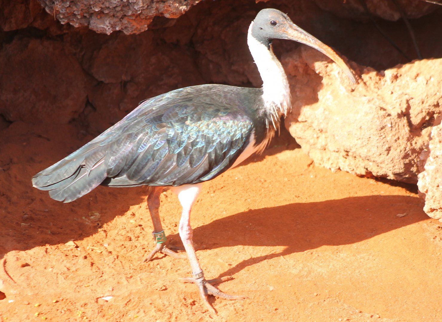 Straw-necked ibis