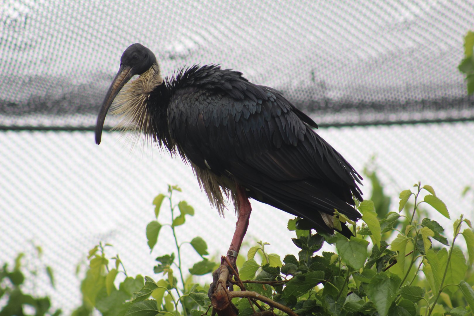 Straw-Necked Ibis