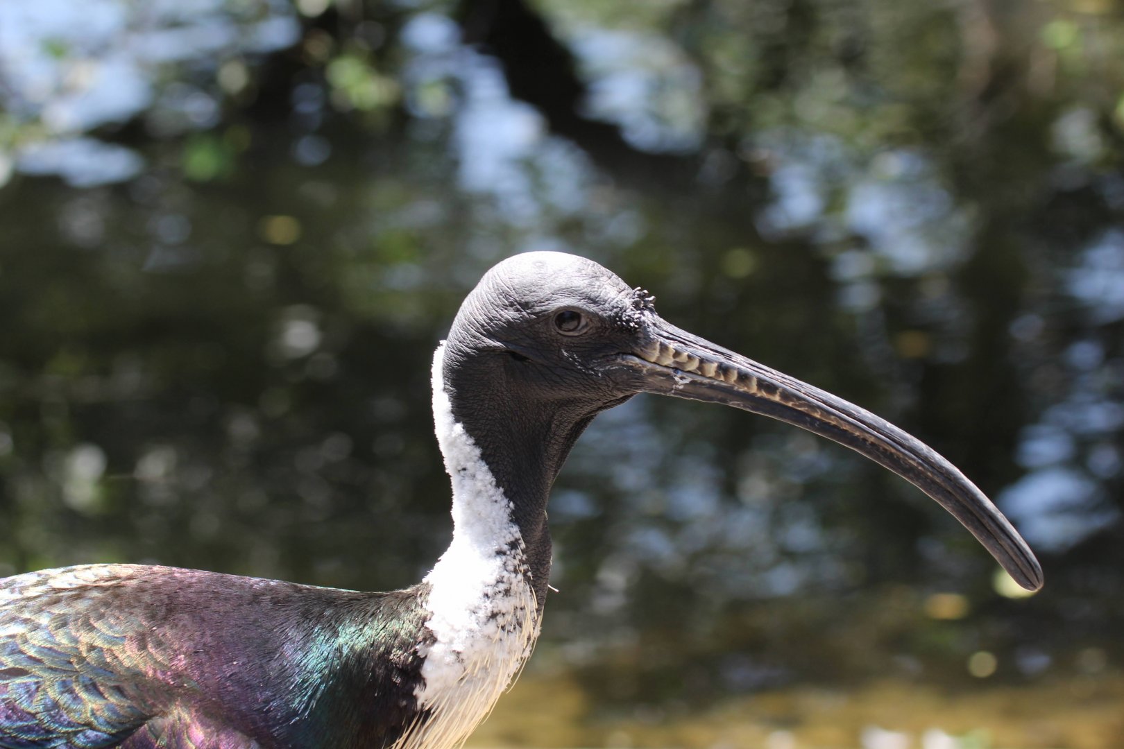 Straw-necked Ibis