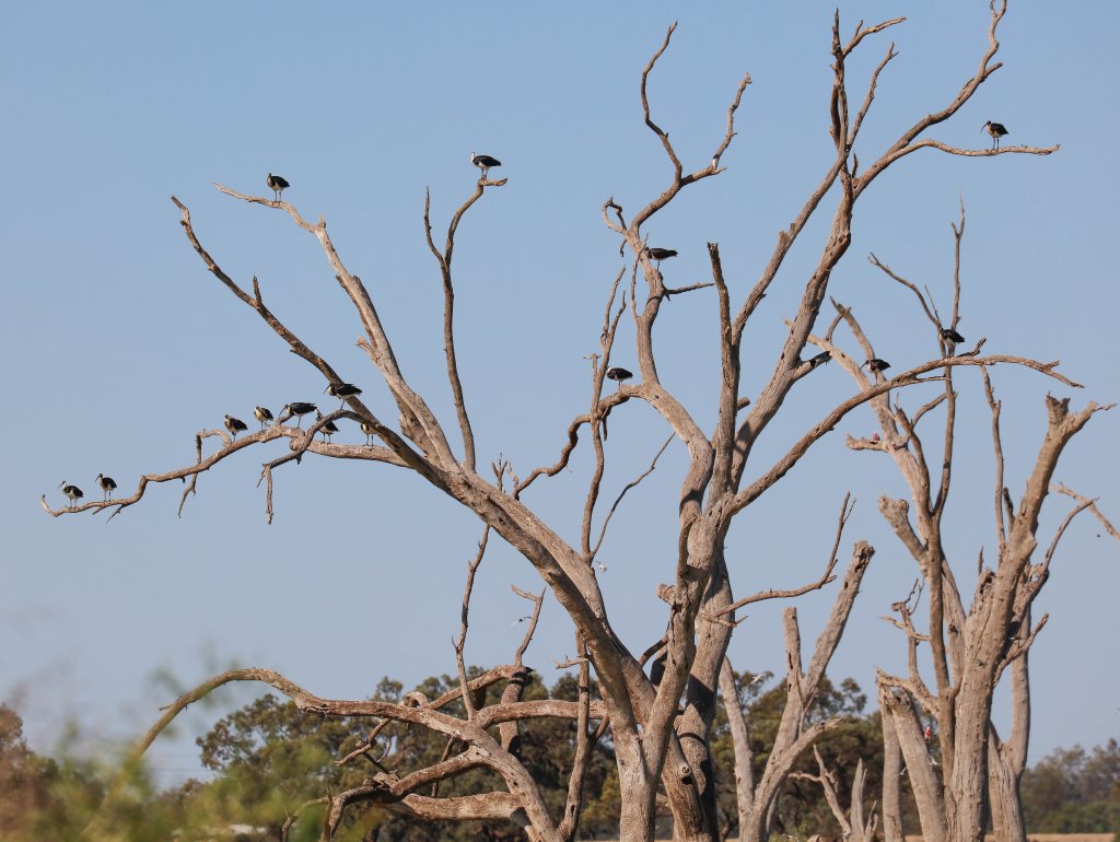 Straw-necked Ibis