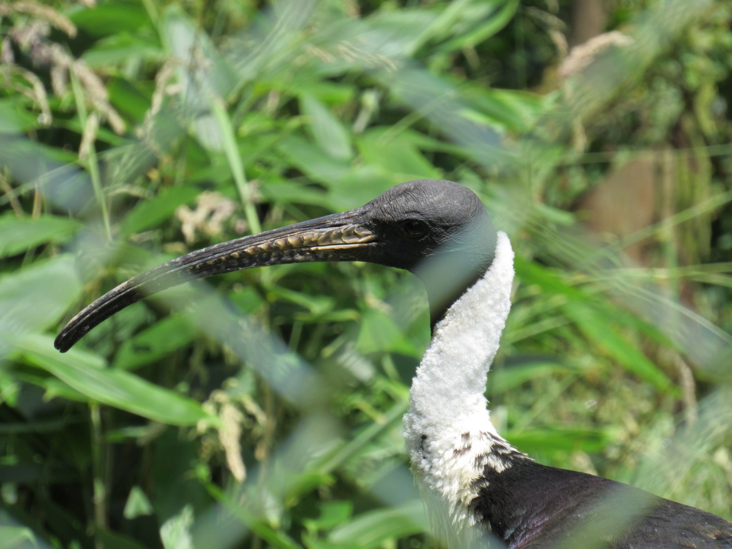 Straw-Necked Ibis