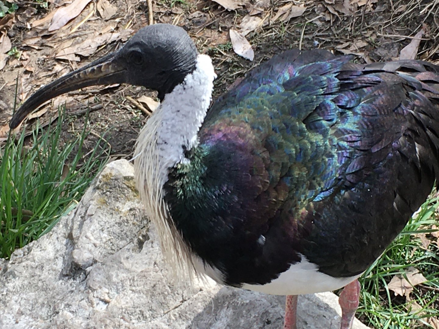 Straw-Necked Ibis