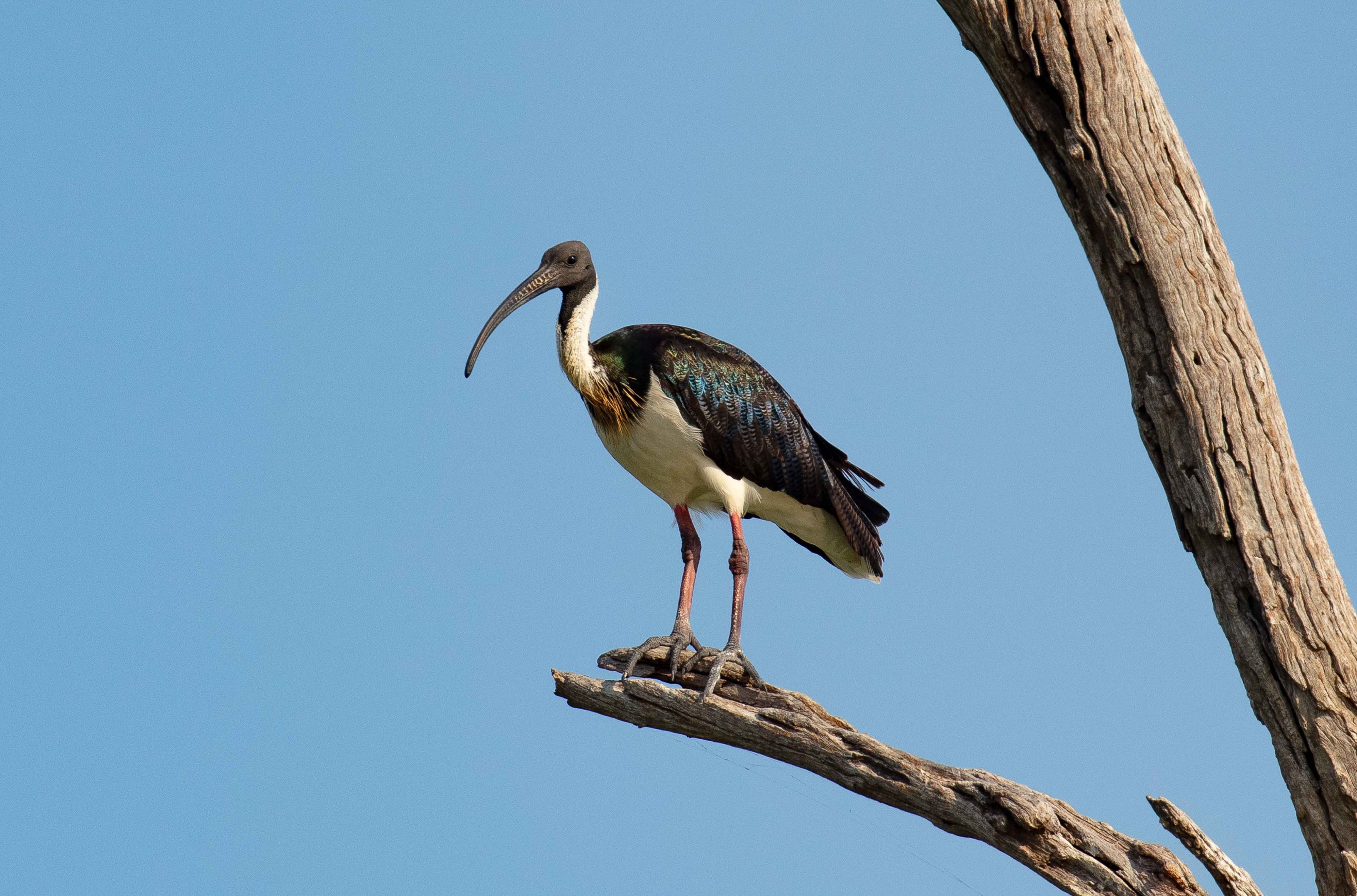 Straw-necked Ibis