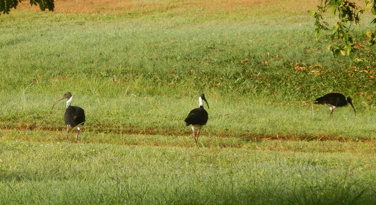Straw-Necked Ibis