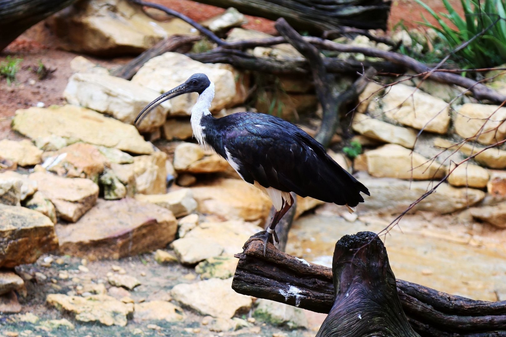 Straw-necked Ibis