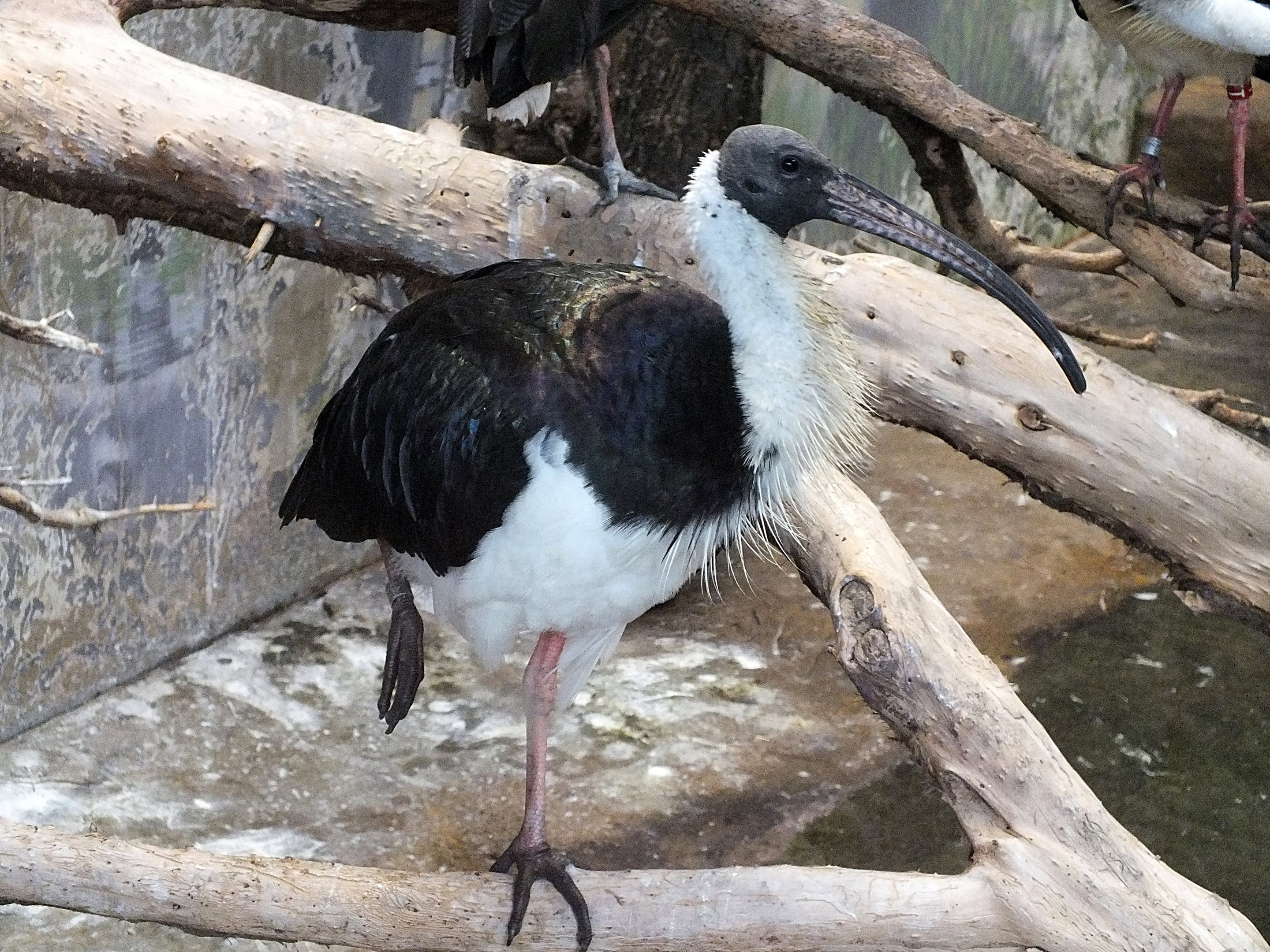 Straw-necked ibis