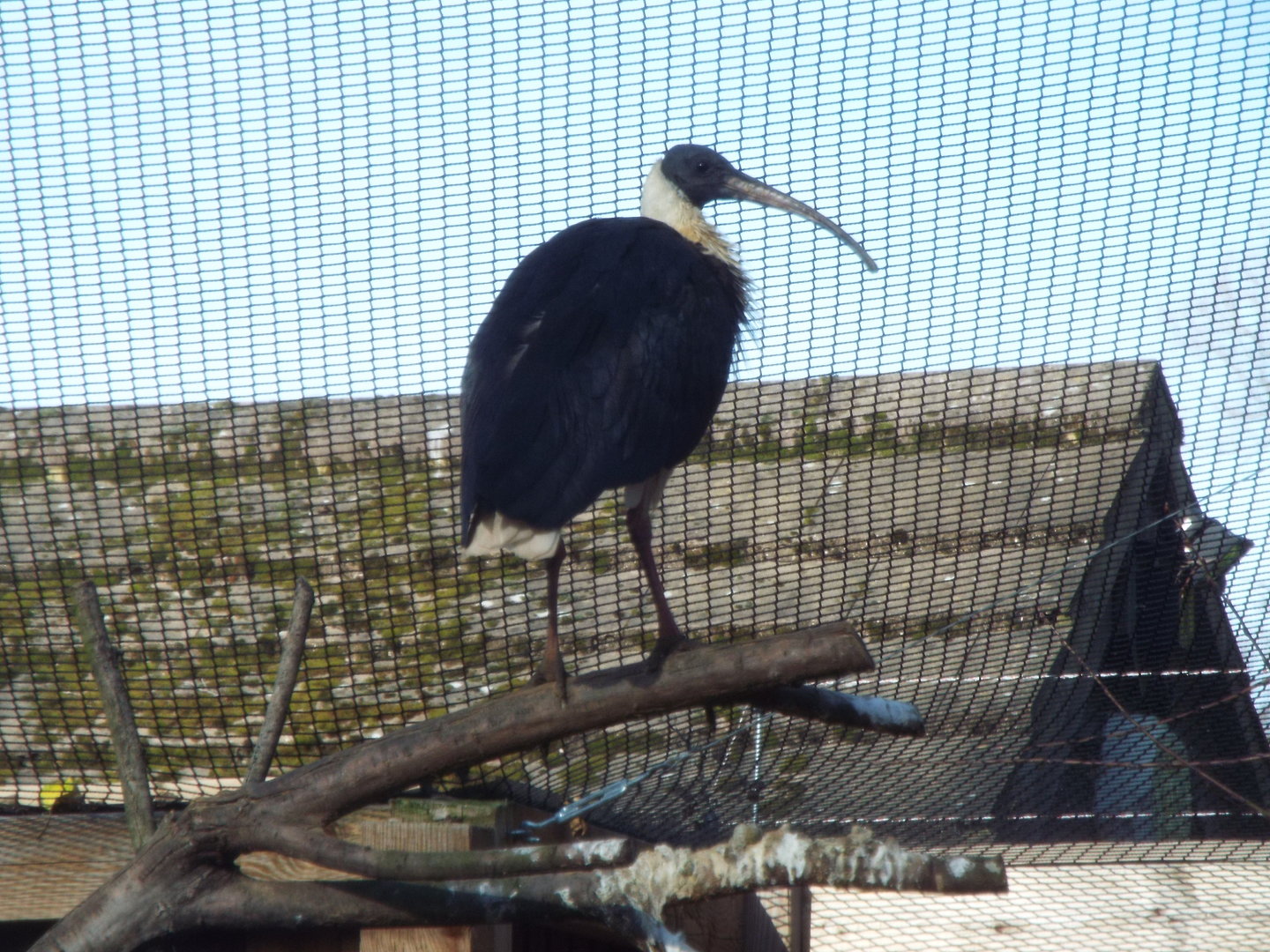 Straw Necked Ibis