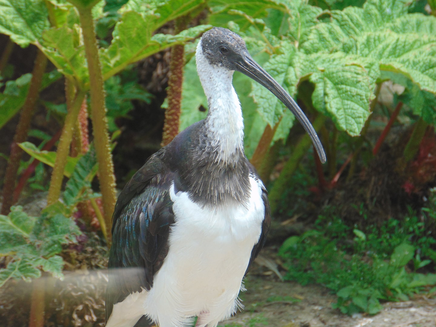 Straw-necked Ibis
