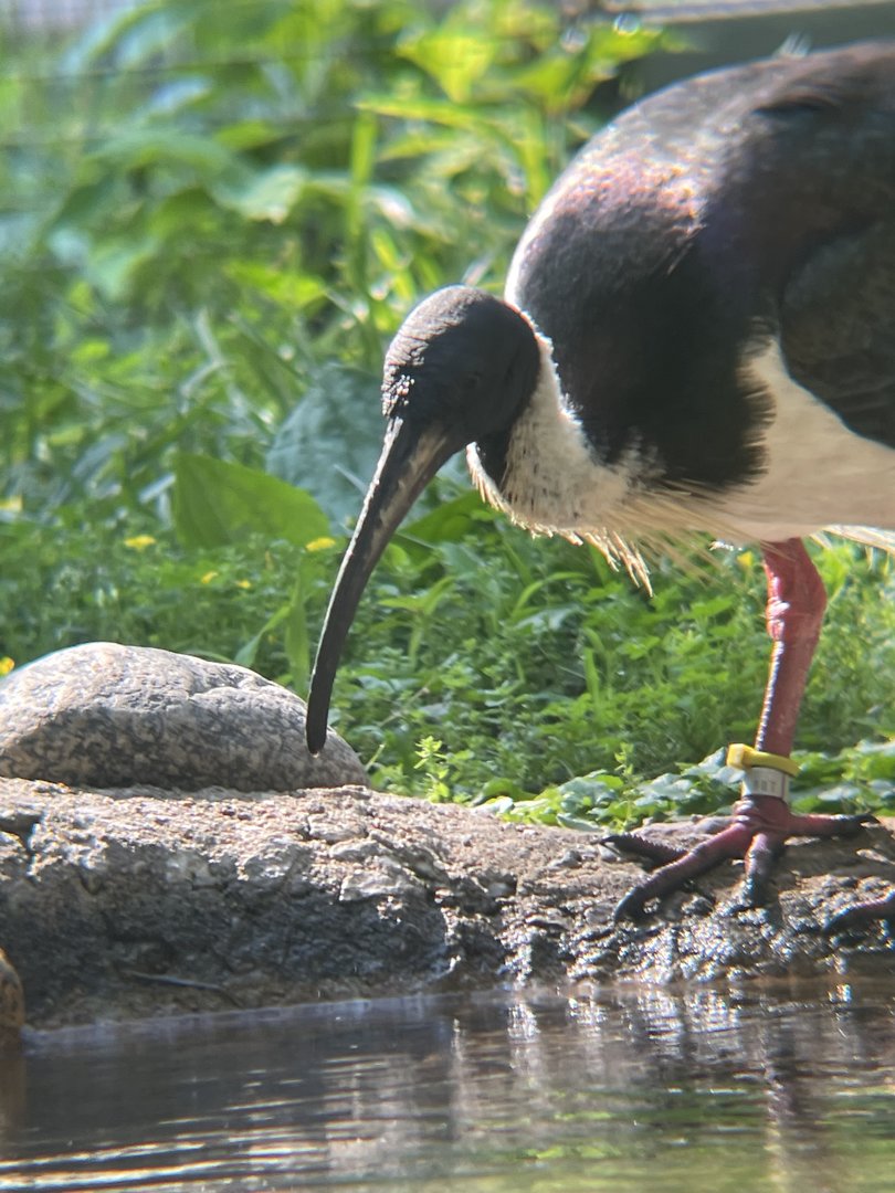 Straw-necked Ibis