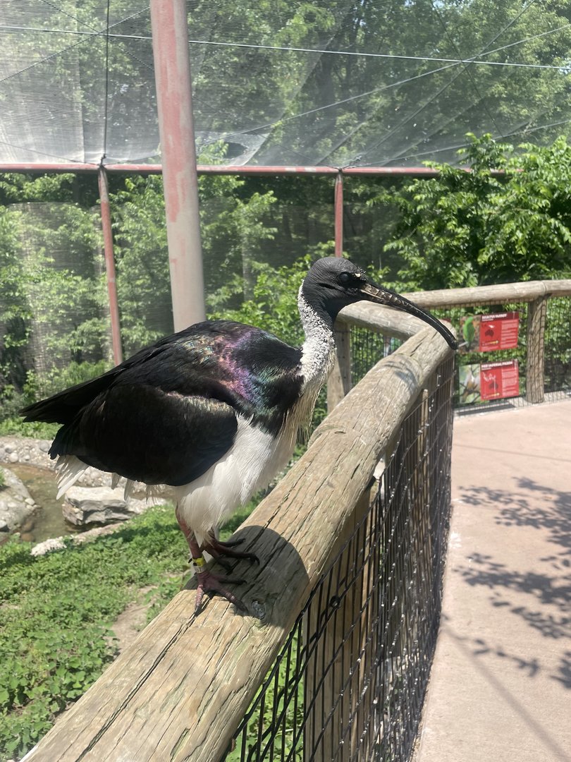 Straw-necked Ibis