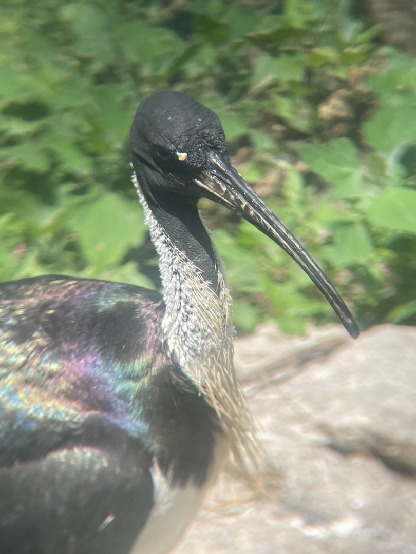 Straw-necked Ibis