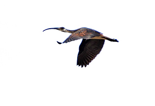 Straw-necked ibis
