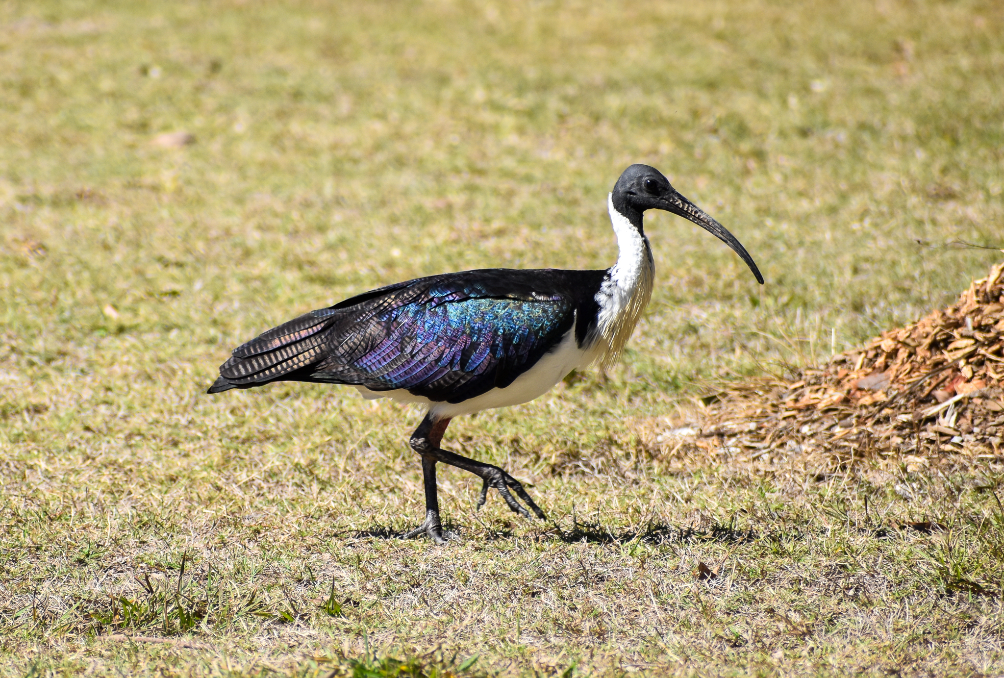 Straw-necked Ibis