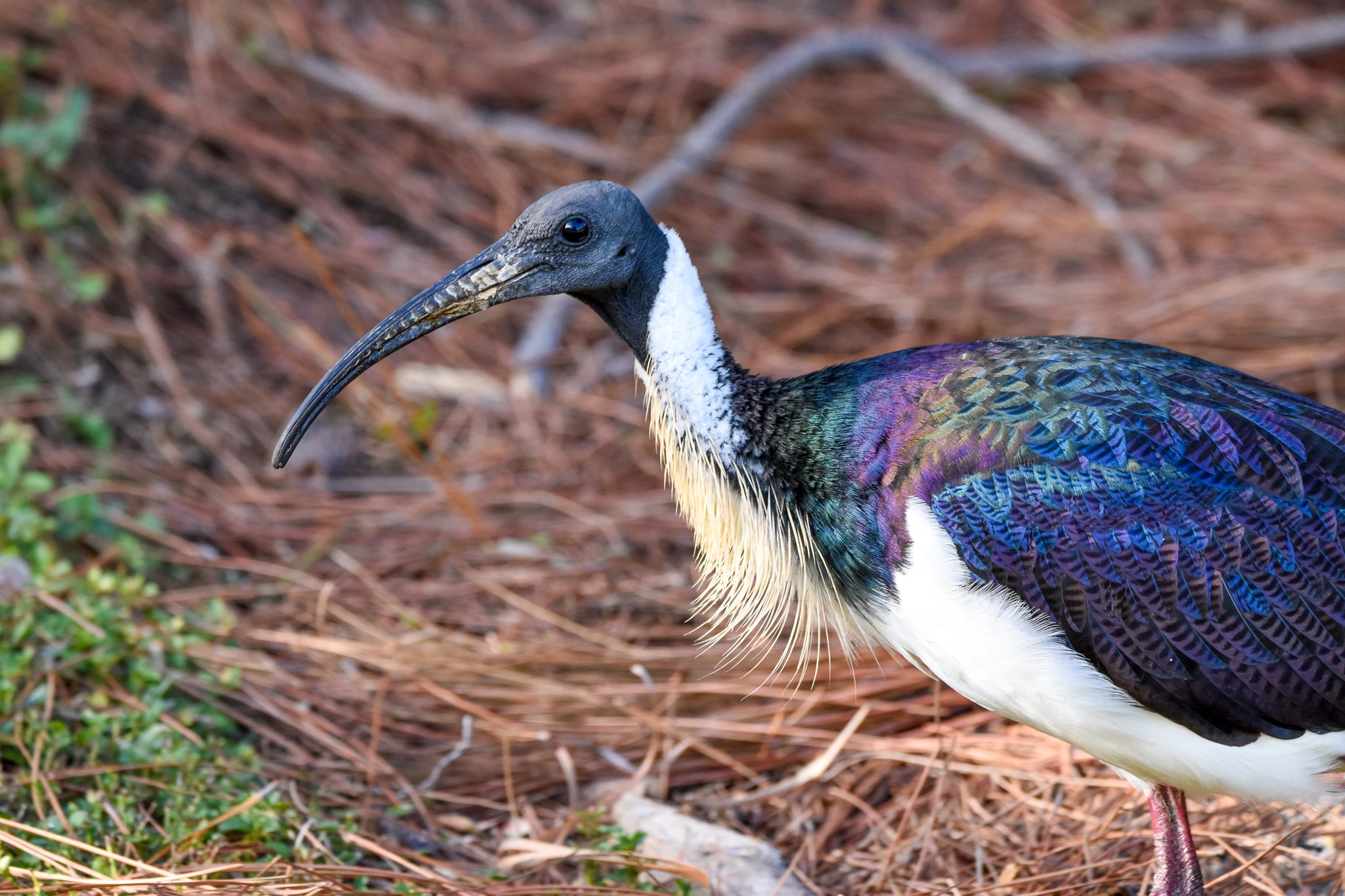 Straw-necked Ibis