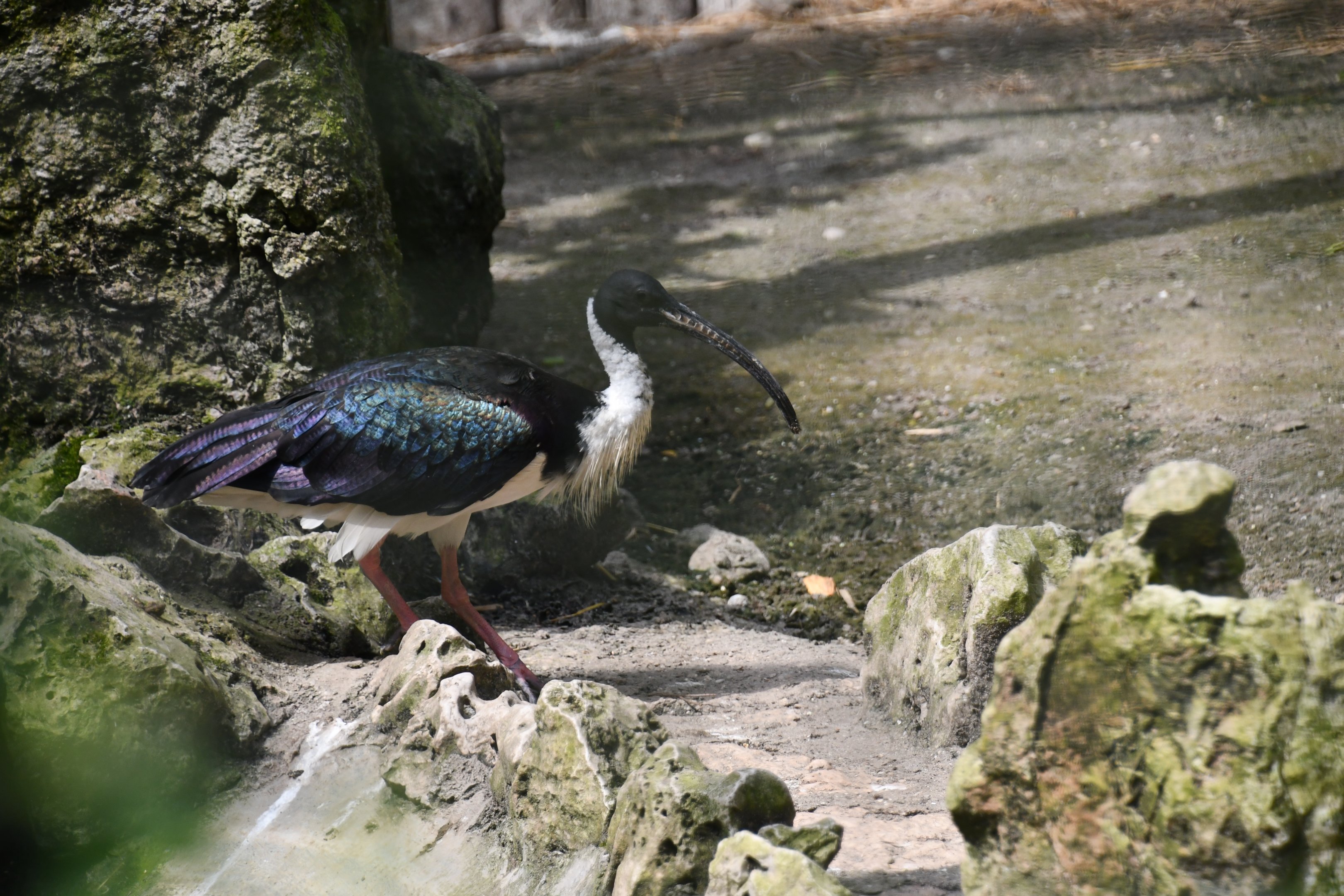 Straw-necked Ibis