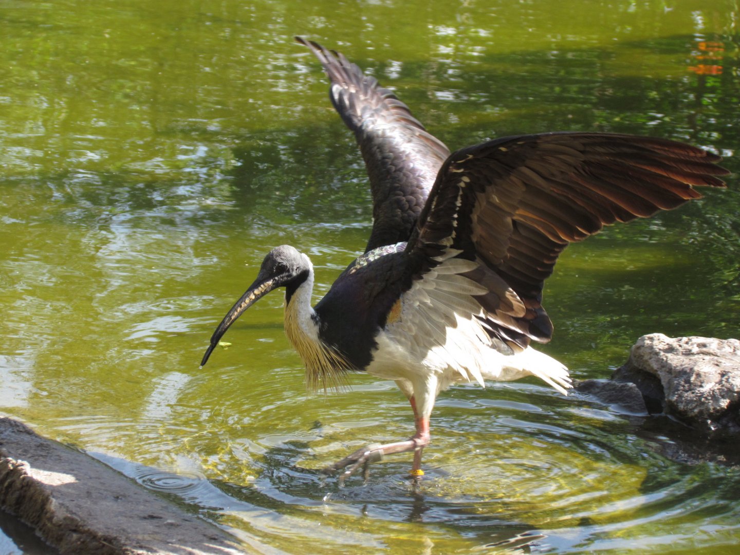 Straw-necked Ibis