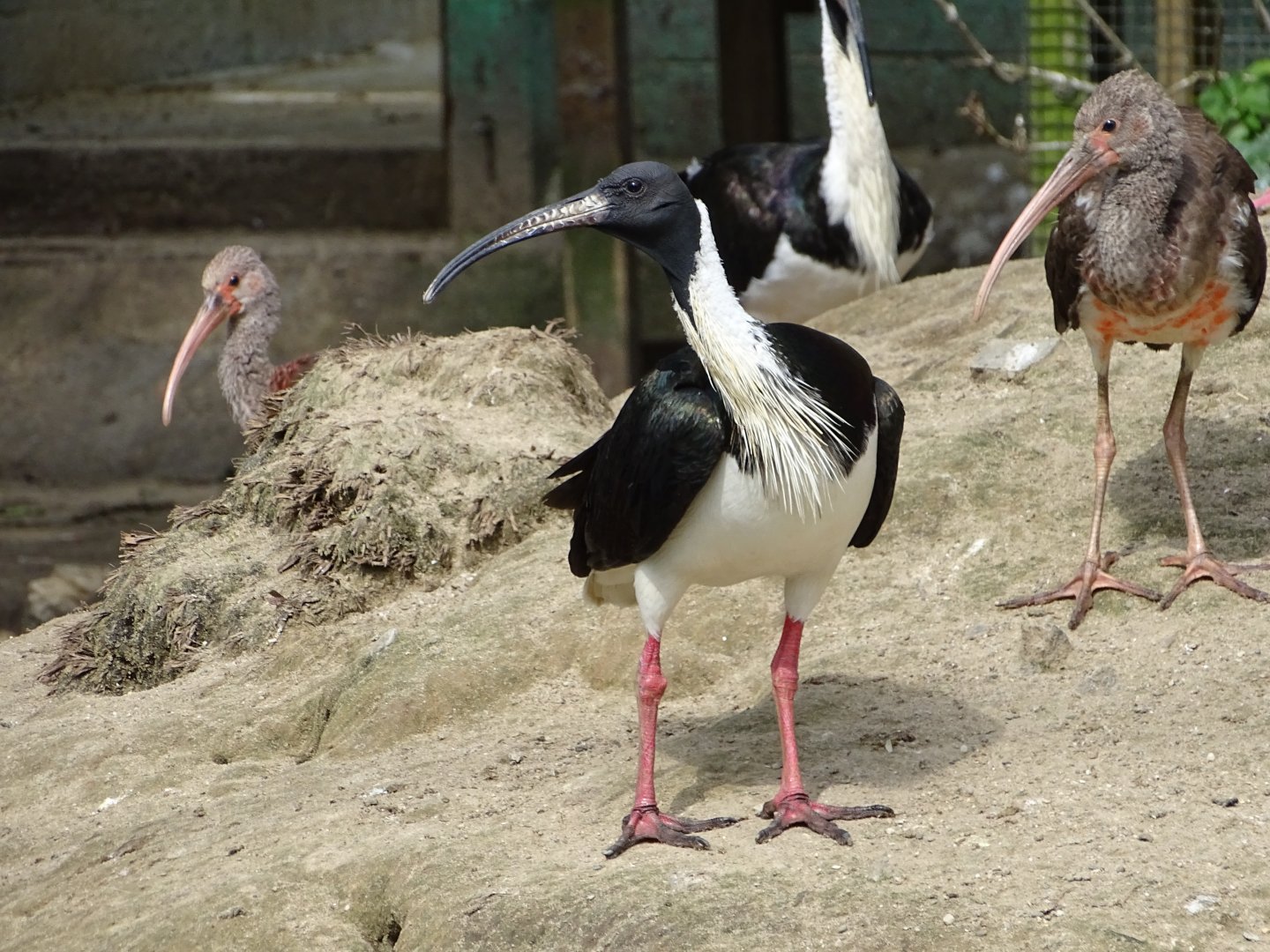 Straw-necked ibis