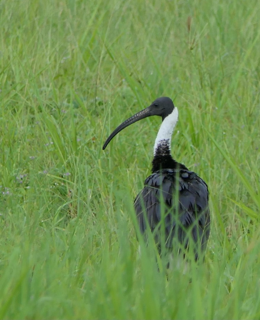 Straw-necked Ibis